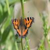 Small Tortoiseshell